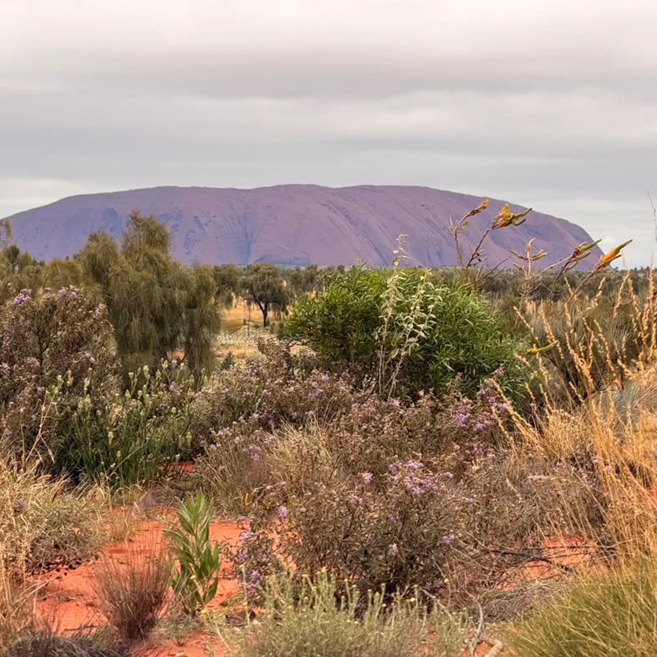 uluru rock formation and landscape
